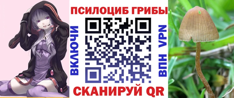Псилоцибиновые грибы Cubensis  где купить наркоту  Киреевск 